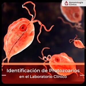 Identificación de Protozoarios en el Laboratorio Clínico (Octubre 2025)